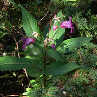 Image of Himalayan balsam