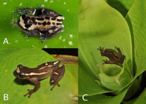 Image of Dendropsophus bromeliaceus Ferreira, Faivovich, Beard & Pombal 2015