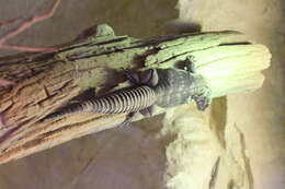 Image of Guatemalan Black Iguana