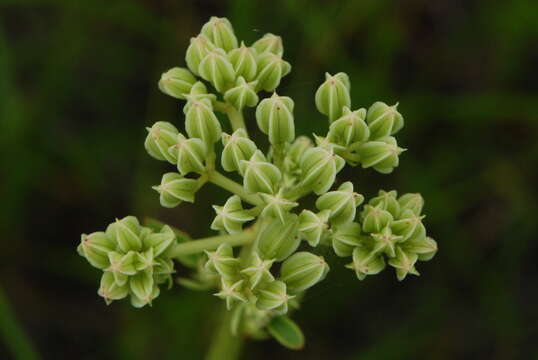 Image of groovestem Indian plantain