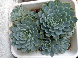 Image of echeveria