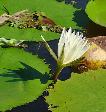 Image de Nymphaea ampla (Salisb.) DC.