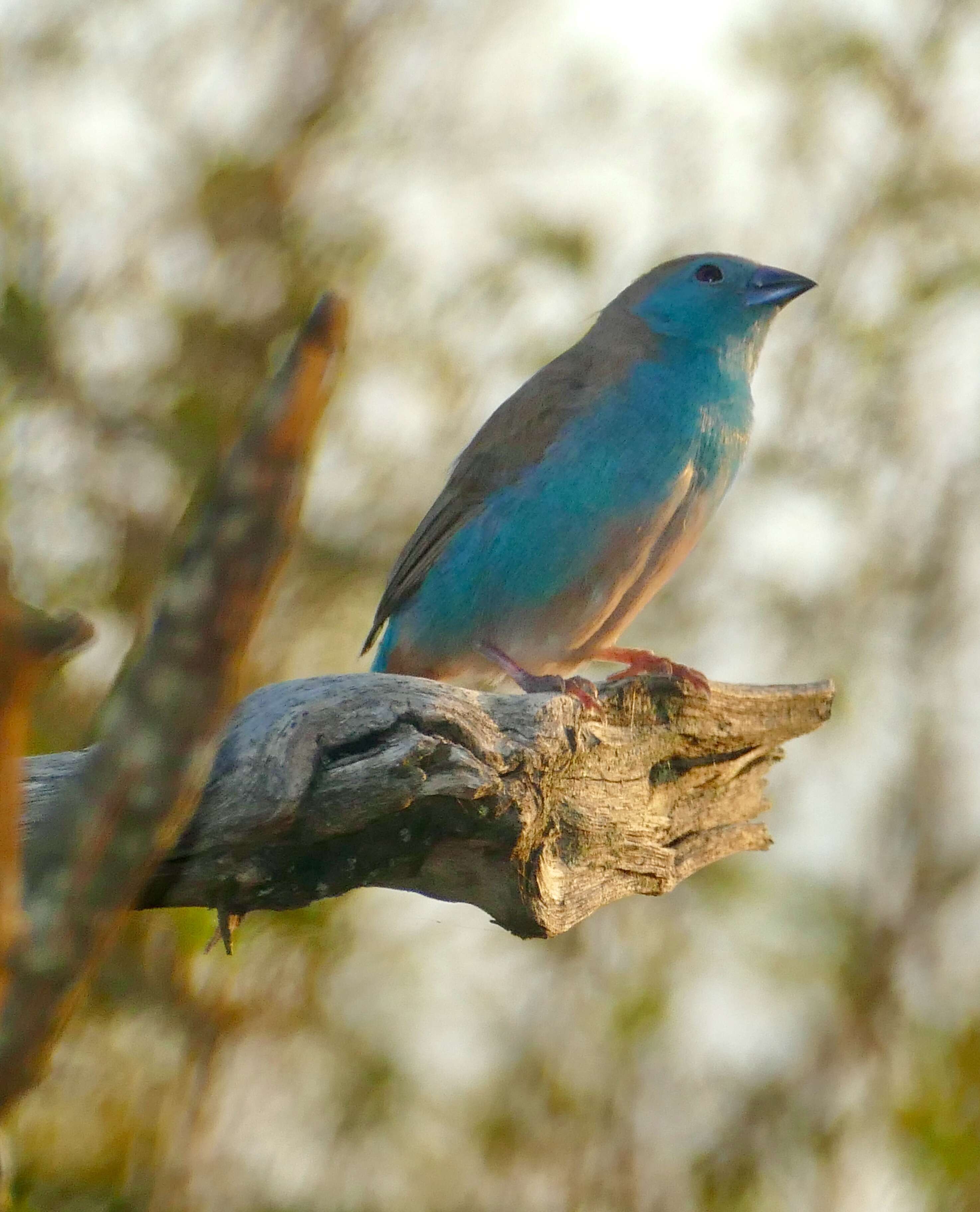 Image of Blue Waxbill