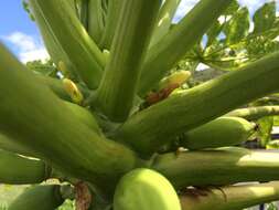 Image of Papaya ringspot virus