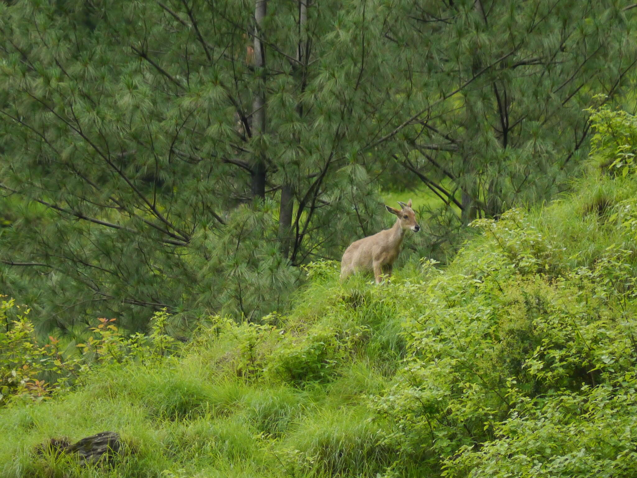 Image of Himalayan Goral