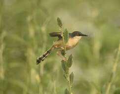 Image of Ashy Prinia