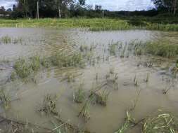 Image of Water Horsetail