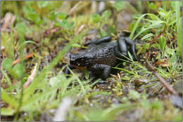 Image of Black Andean toad