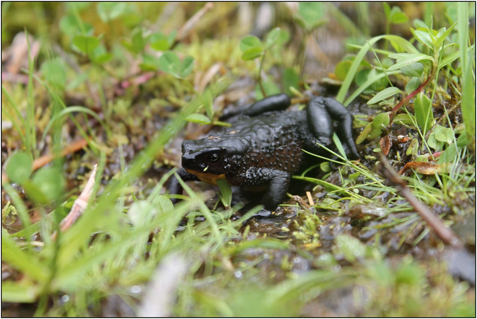 Image of Black Andean toad