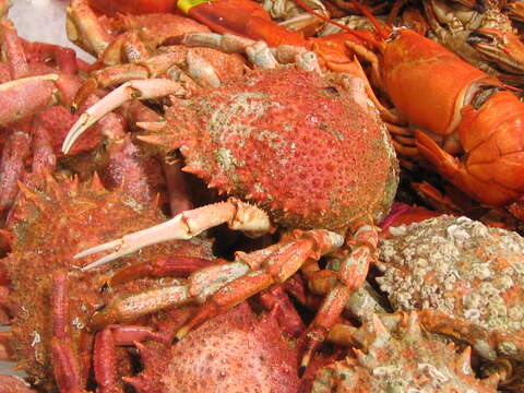 Image of Atlantic spider crab