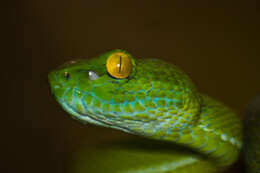 Image of Cardamom Mountains Green Pitviper