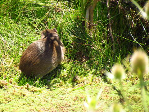 Image of Brazilian Guinea Pig