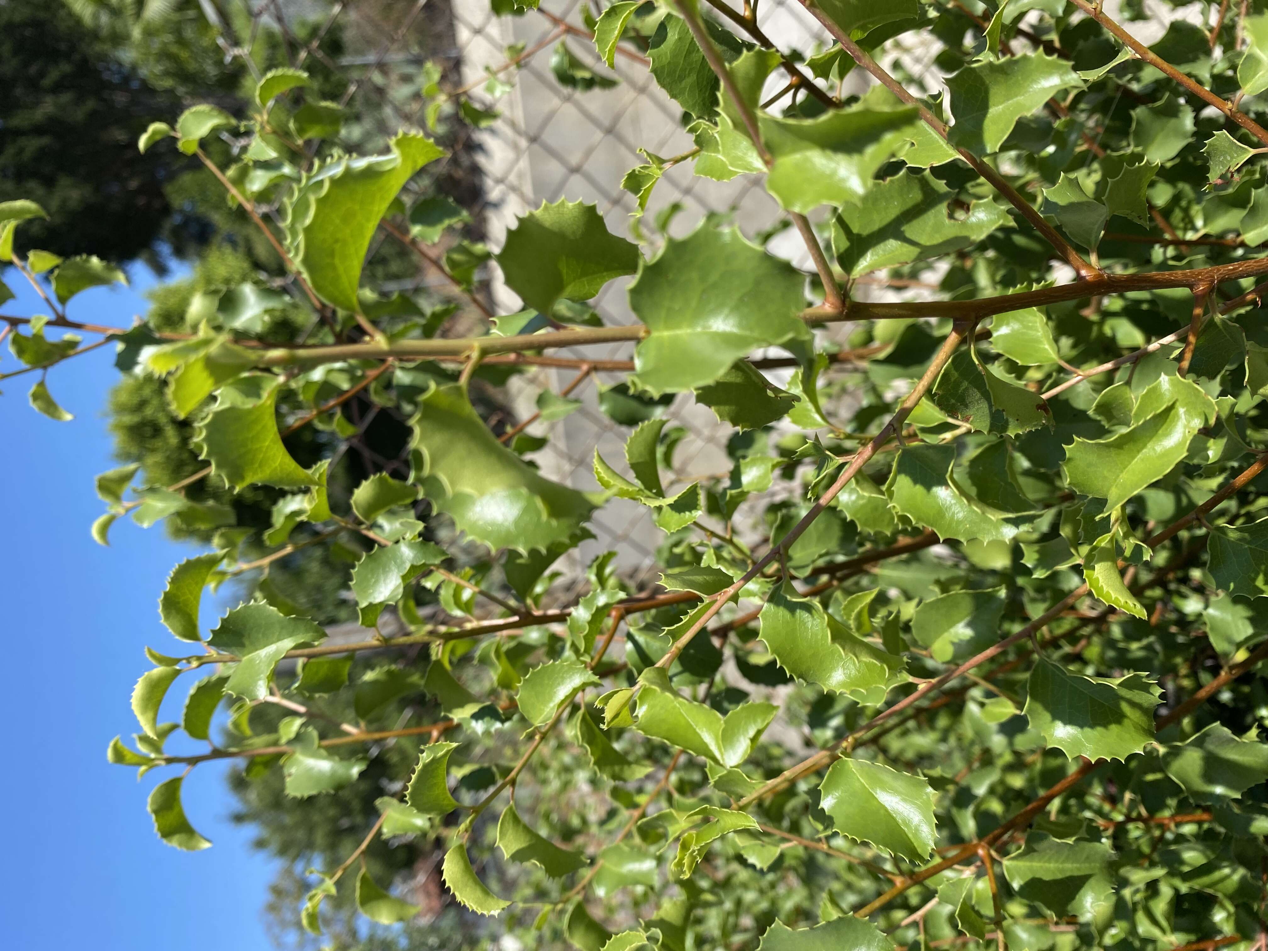 Plancia ëd Prunus ilicifolia (Nutt. ex Hook. & Arn.) D. Dietr.