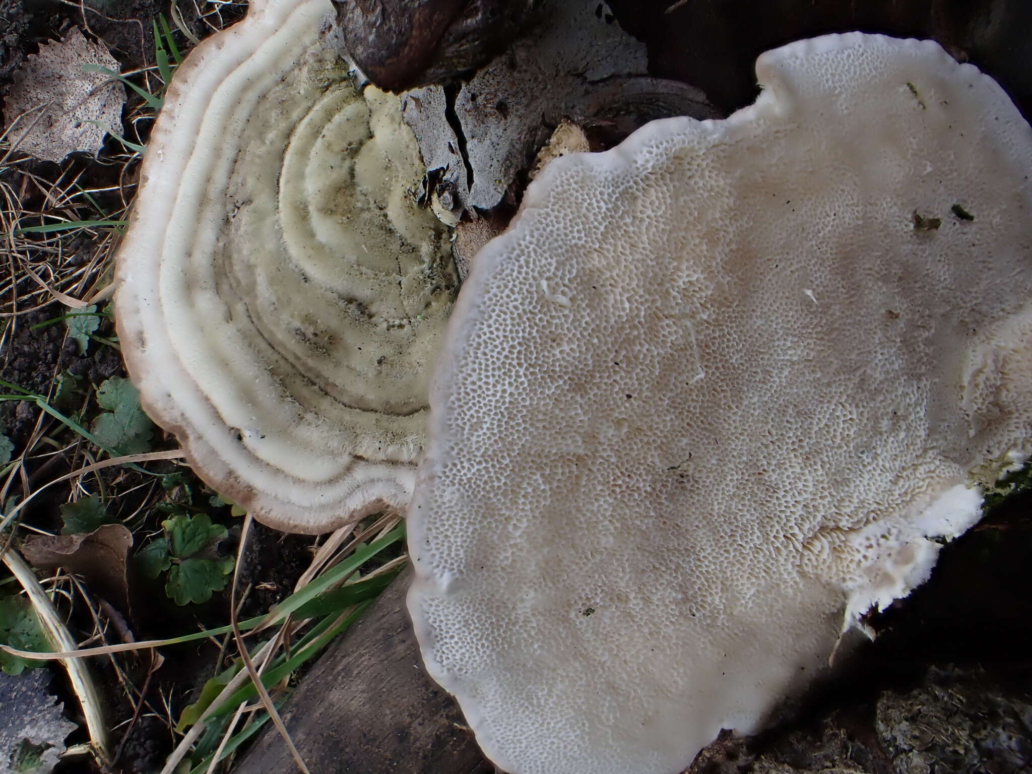 Image of Trametes hirsuta (Wulfen) Lloyd 1924