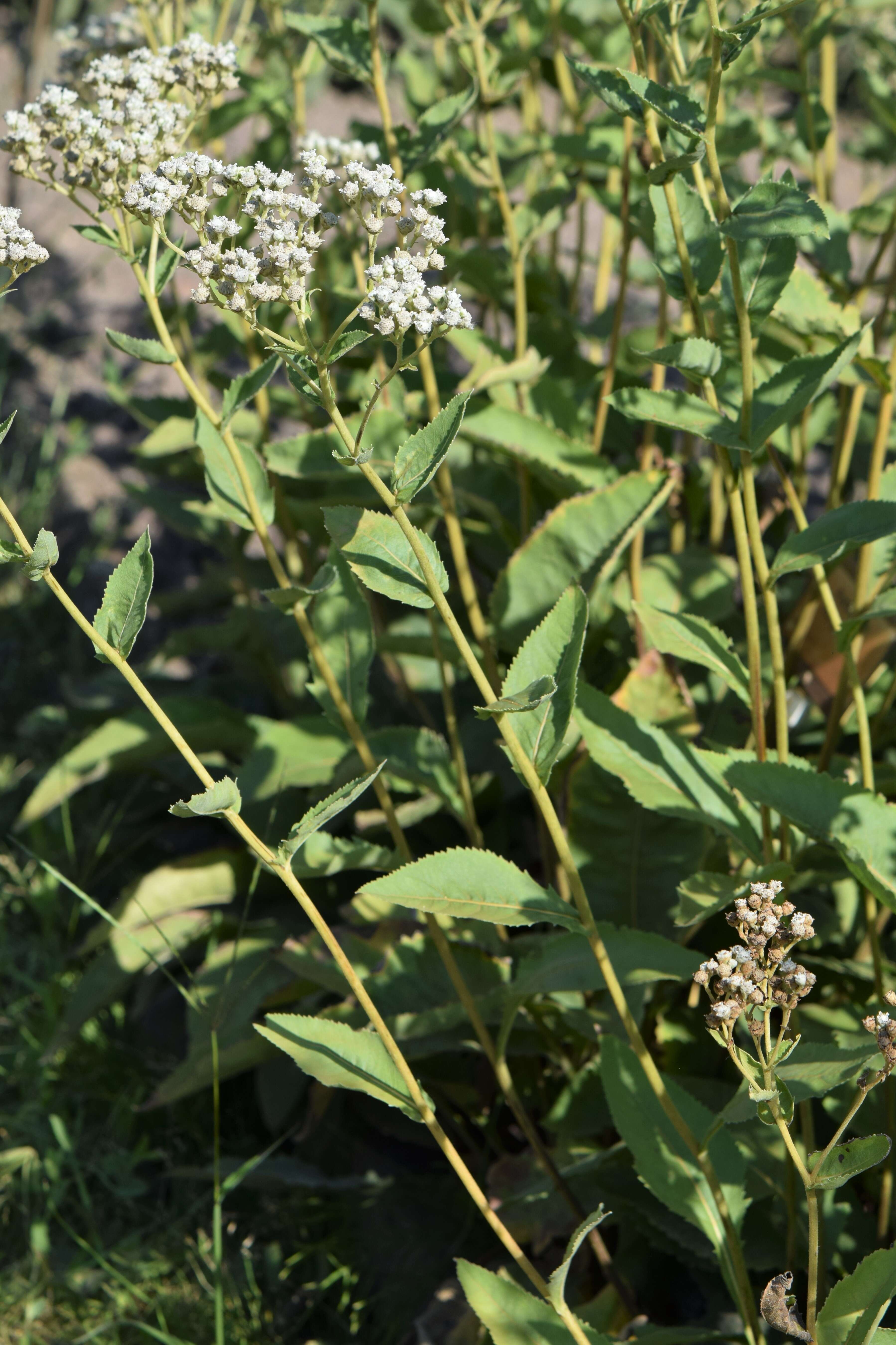 Image of American feverfew