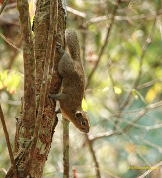 Image de Callosciurus pygerythrus (I. Geoffroy Saint-Hilaire 1833)