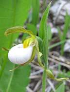 Imagem de Cypripedium candidum Muhl. ex Willd.