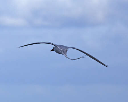 Image of Red-billed Tropicbird