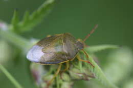 Image of Piezodorus lituratus (Fabricius 1794)