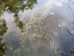 Image of western waterweed