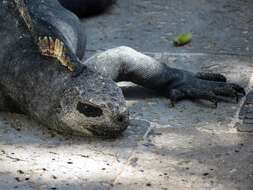 Image of marine iguana