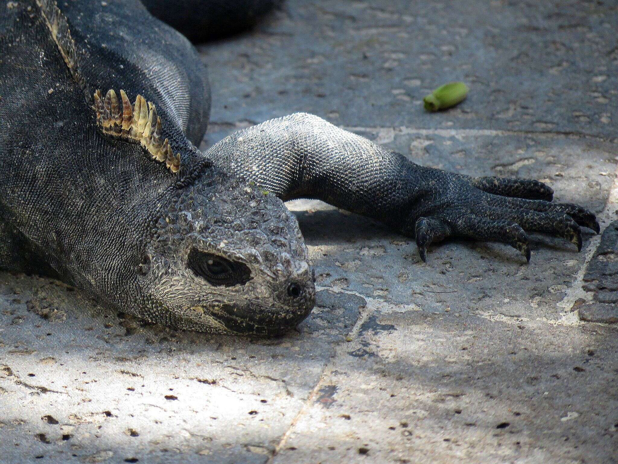 Image of marine iguana