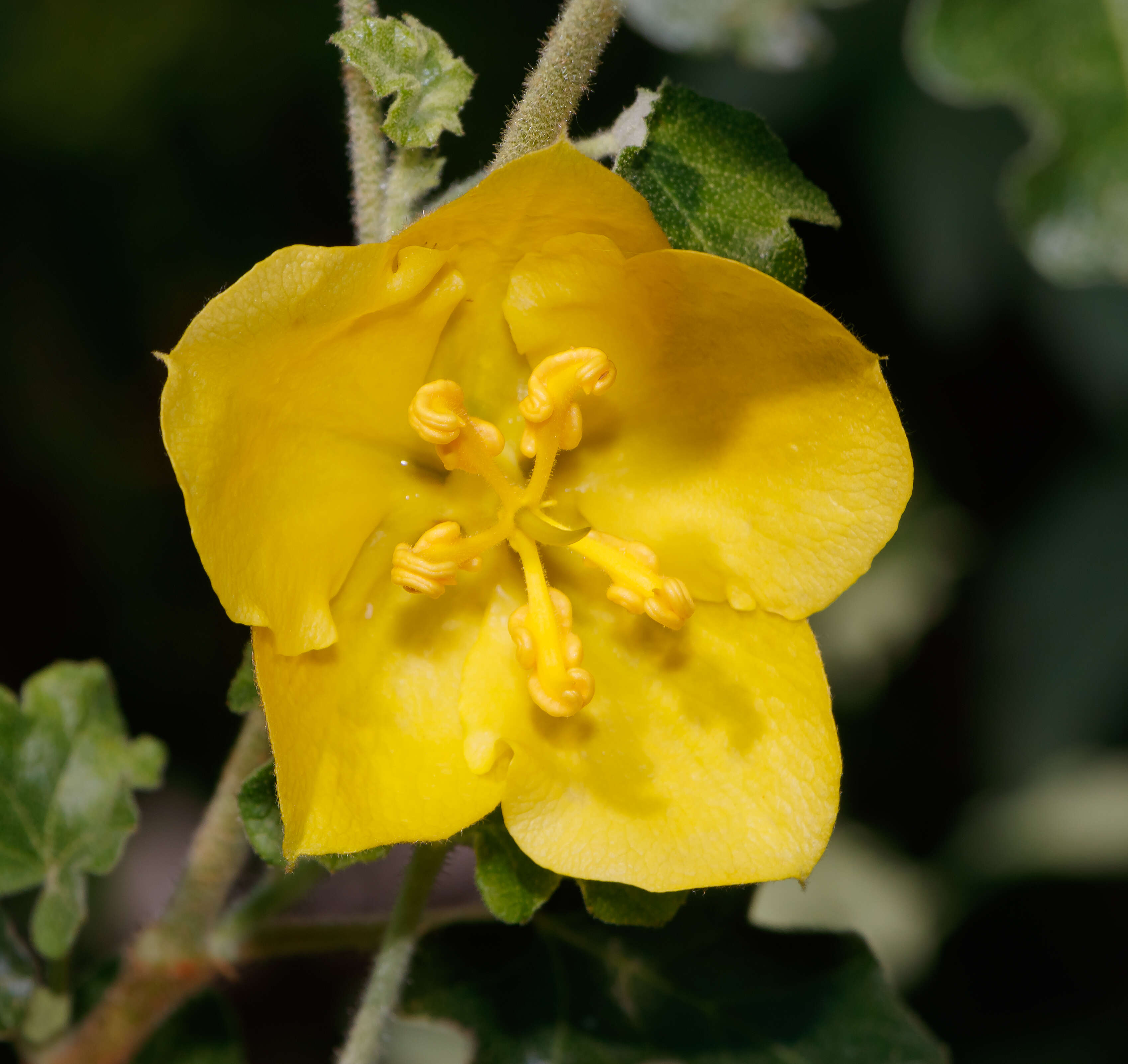 Sivun Fremontodendron californicum (Torr.) Coult. kuva