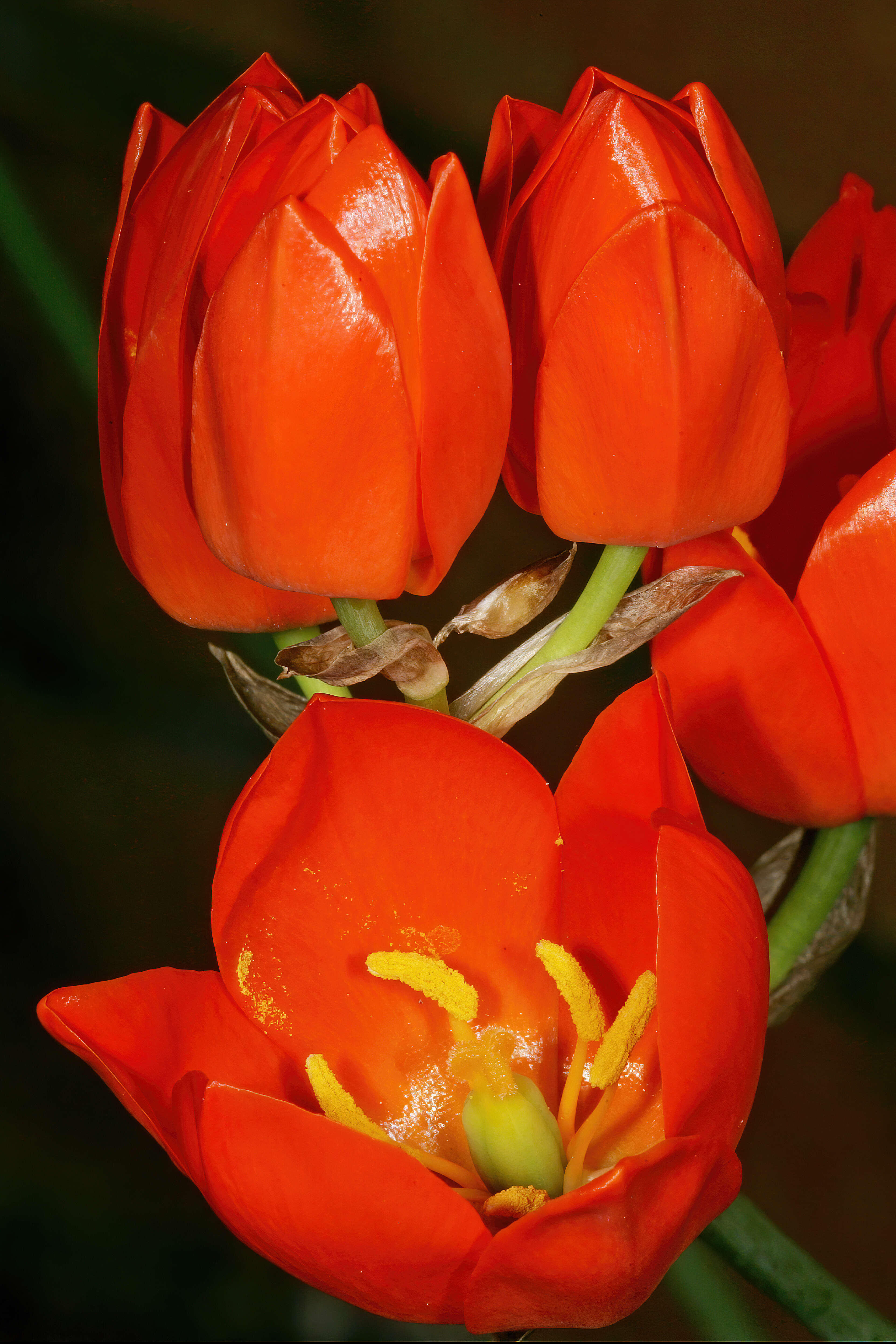 Image de Ornithogalum maculatum Jacq.