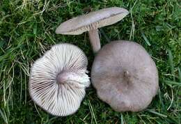 Image of Entoloma porphyrophaeum (Fr.) P. Karst. 1879