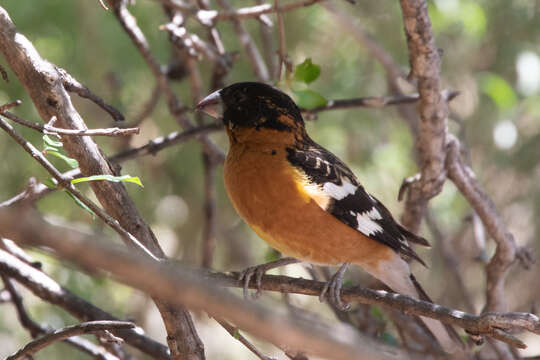 Image of Black-headed Grosbeak