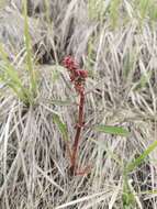 Rumex arcticus Trautv.的圖片