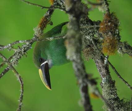 Image of Greyish-throated Toucanet