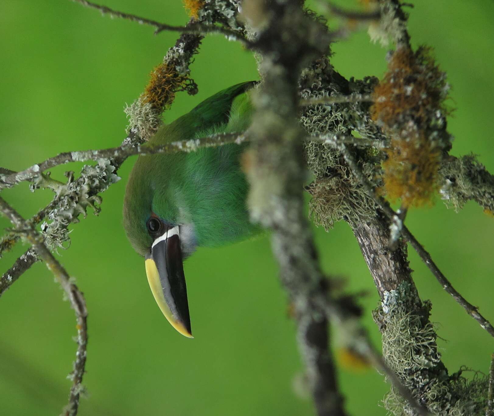 Imagem de Aulacorhynchus albivitta (Boissonneau 1840)