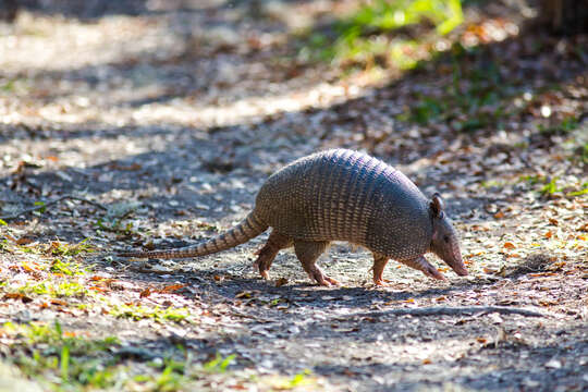 Image of long-nosed armadillos