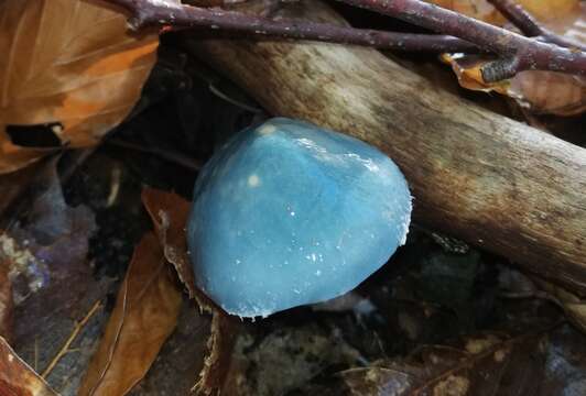 Image of Stropharia caerulea Kreisel 1979