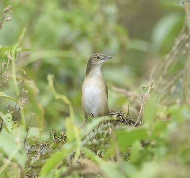 Image of Broad-tailed Grassbird