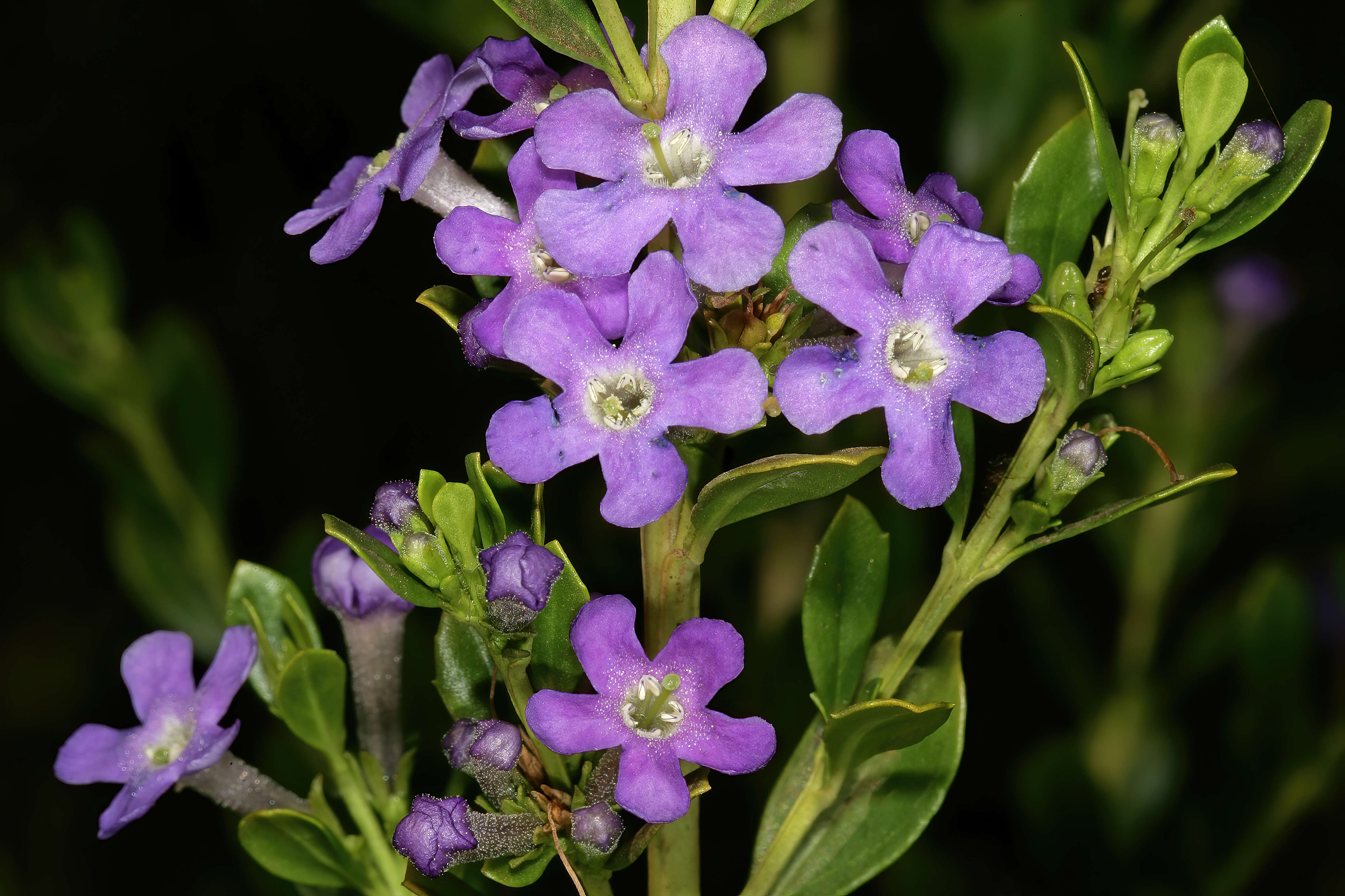 Image of Mauve freylinia