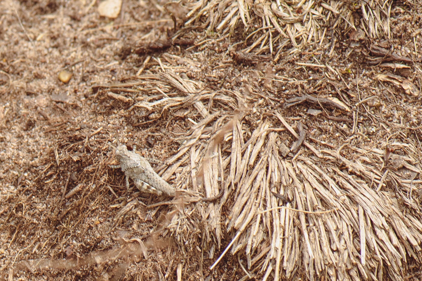 Image of blue-winged grasshopper