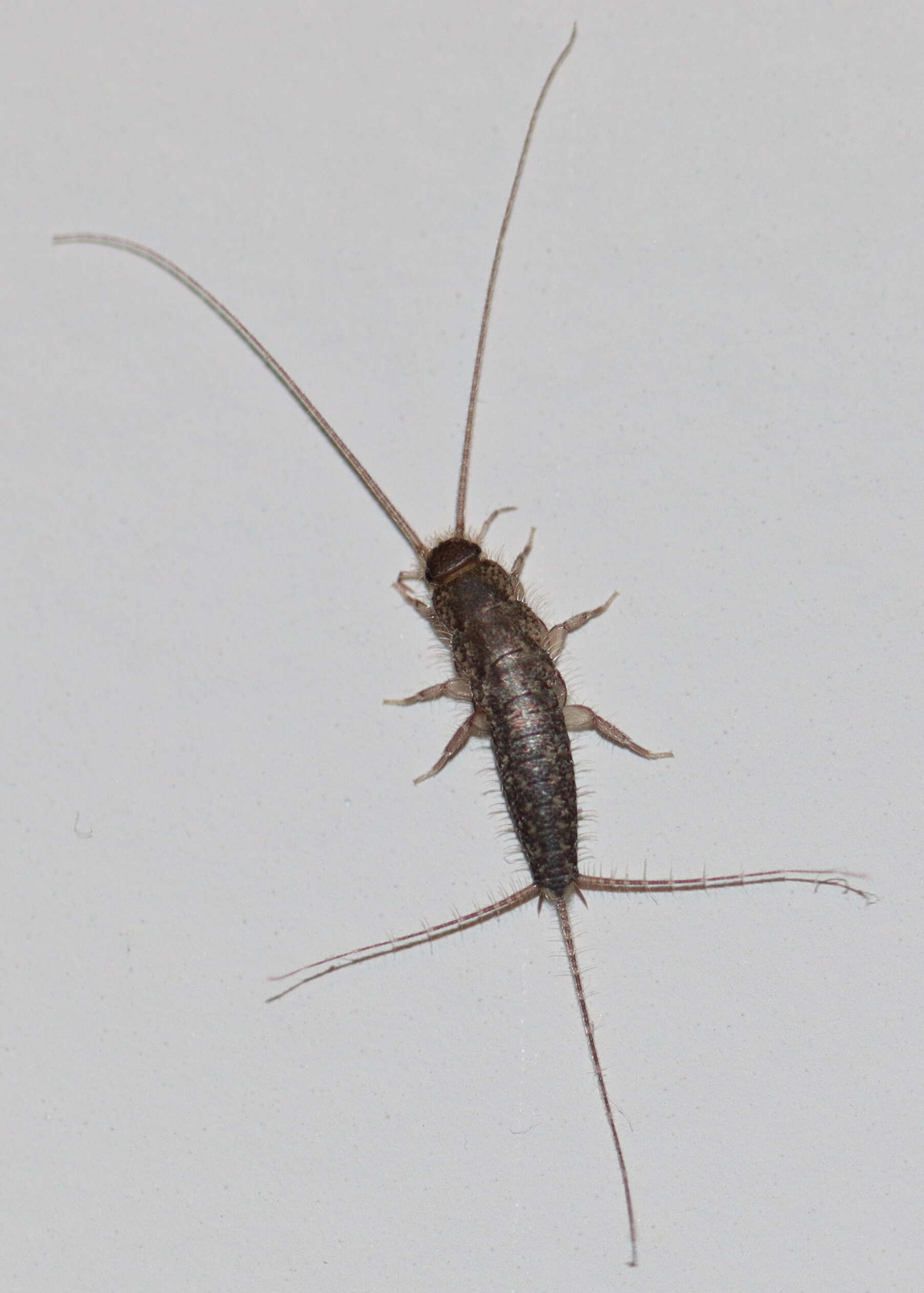 Image of Lepisma