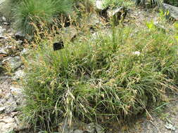 Image de Carex ferruginea Scop.