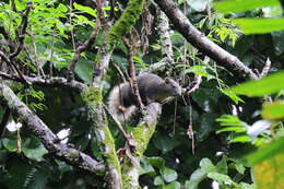 Image of Finlayson’s Squirrel