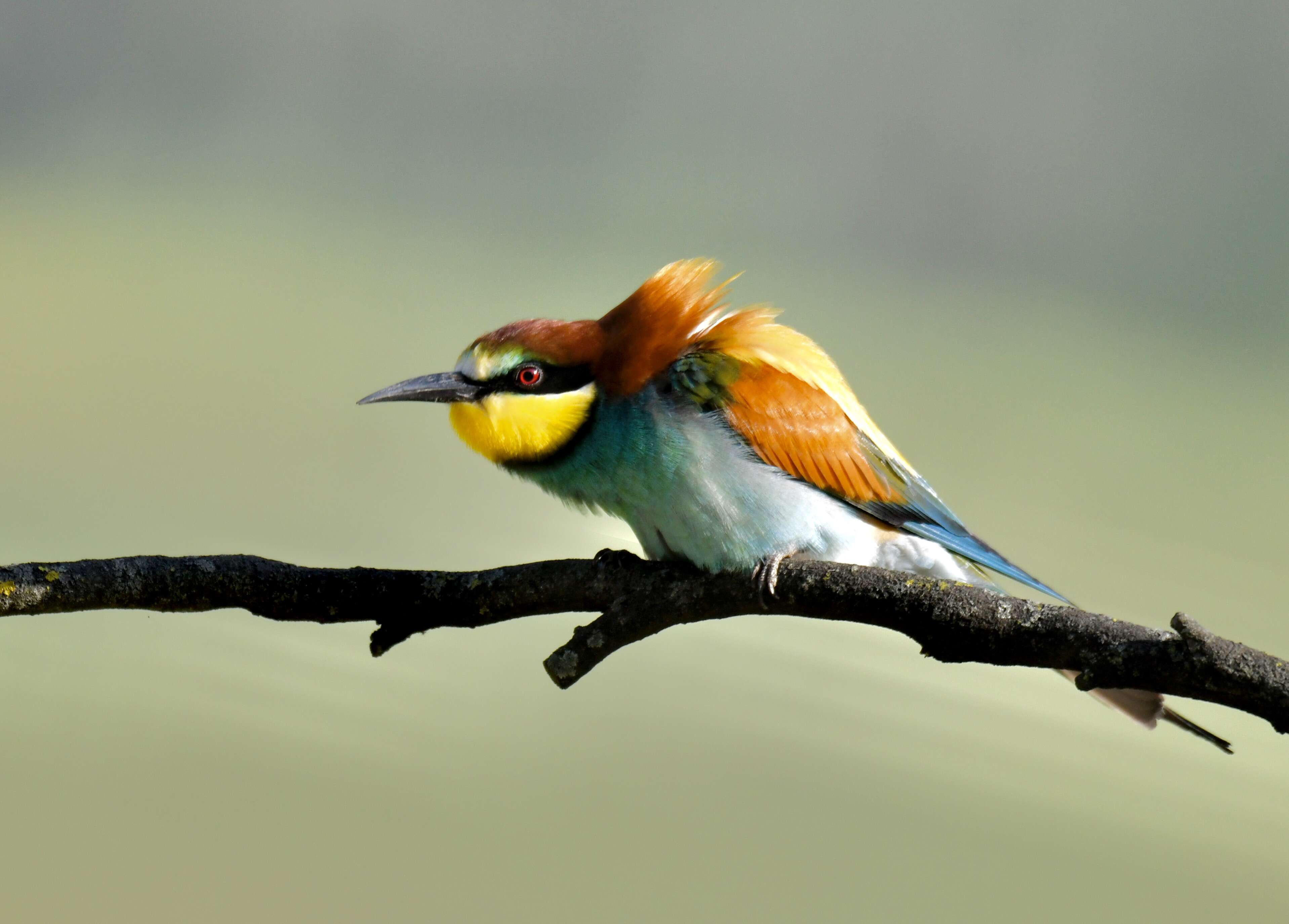 Image of bee-eater, european bee-eater