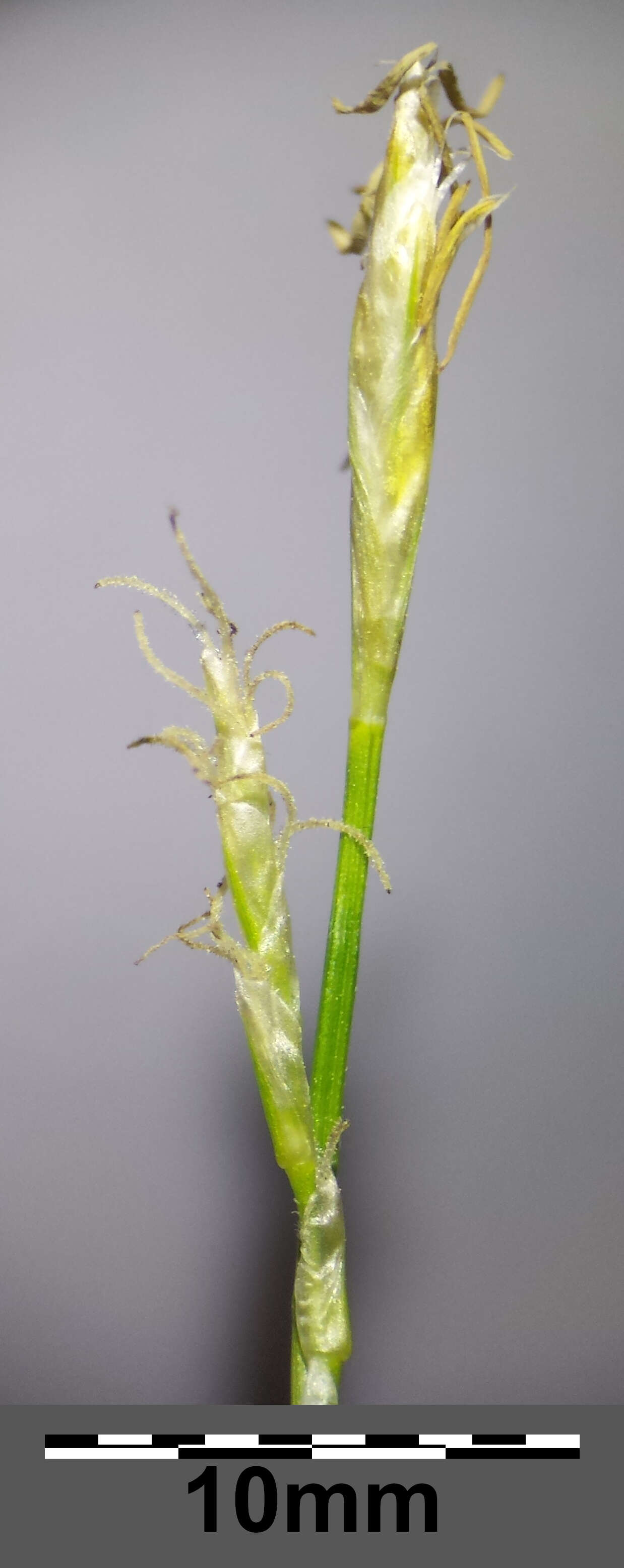 Image de Carex alba Scop.