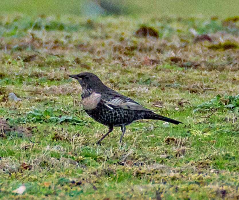 Image of Ring Ouzel