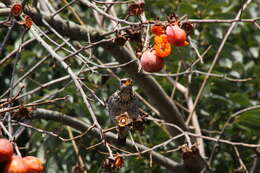 Image of Janpanese Thrush