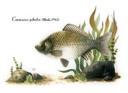 Image of Gibel carp