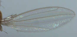 Image of periscelidid flies