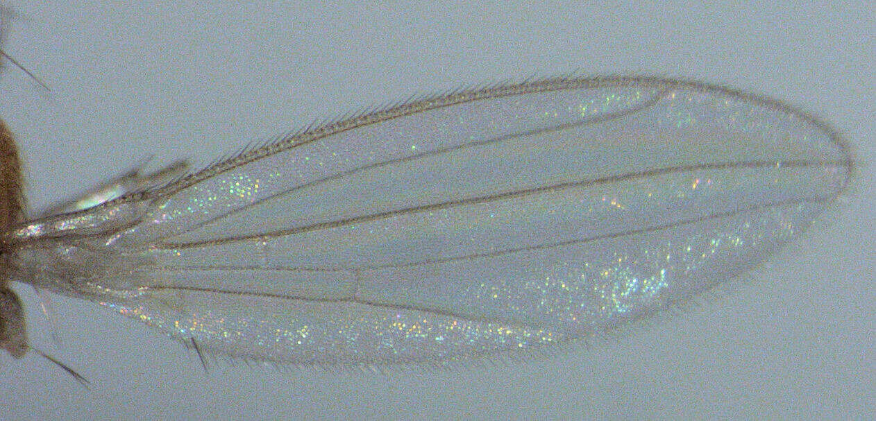 Image de Periscelididae