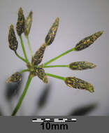 Image of Scirpus radicans Schkuhr