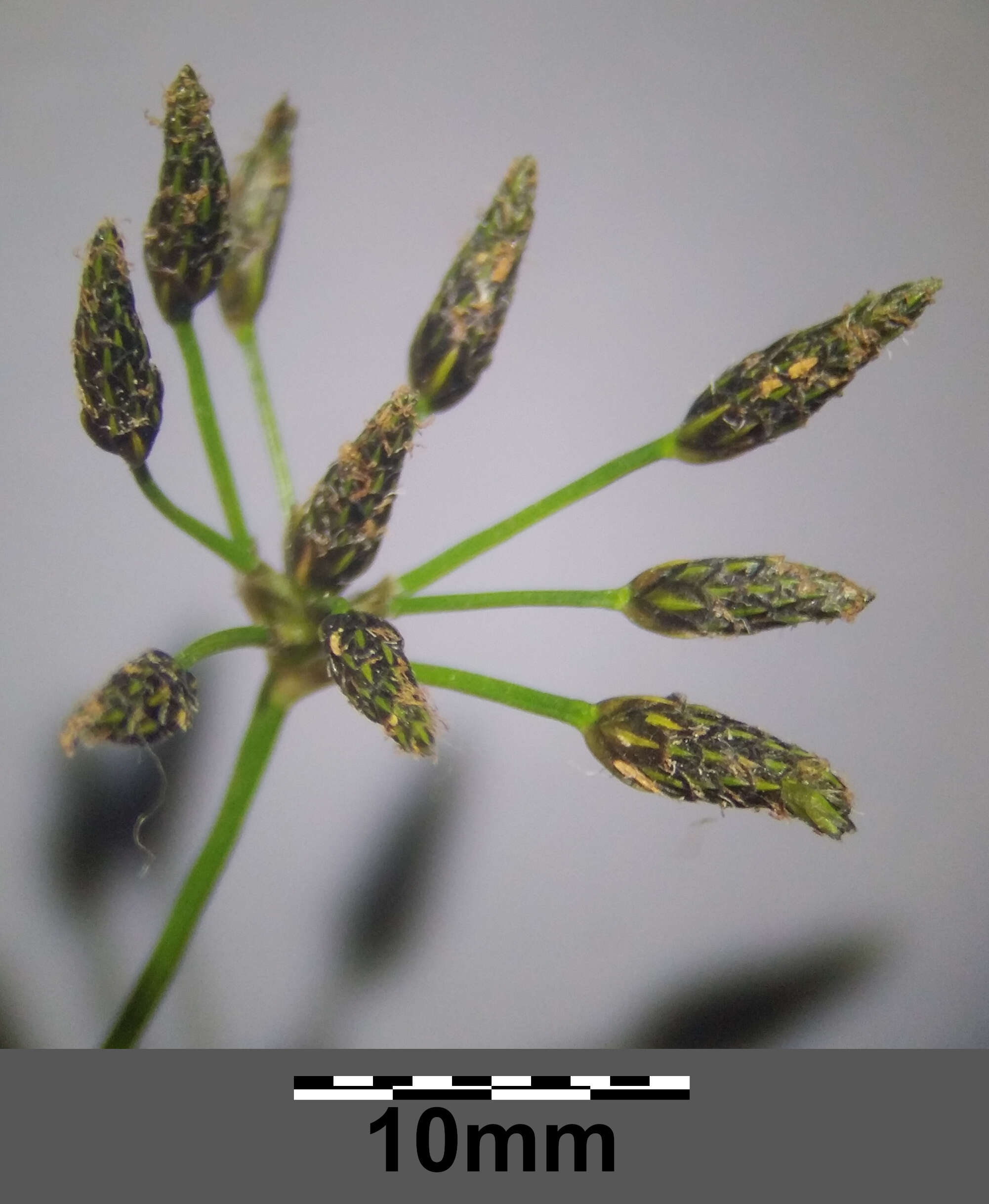 Image of Scirpus radicans Schkuhr